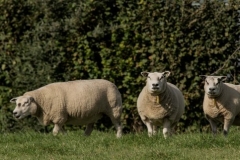 _DSC1704