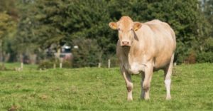 Blonde D'Aquitainevlees bij Scharrelboerderij Wadwaai