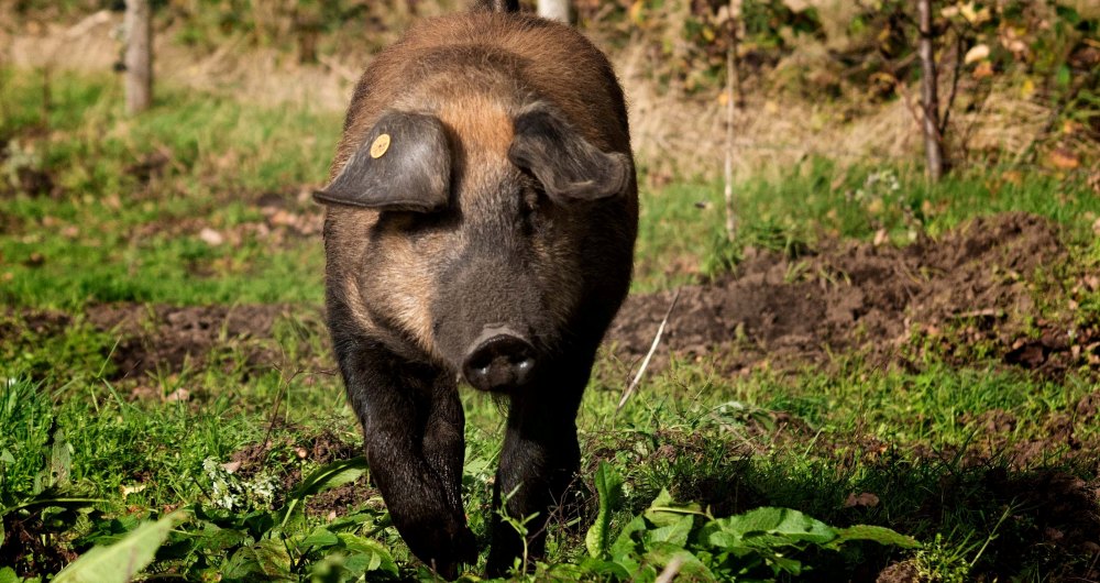 Duroc varkens bij Scharrelboerderij Wadwaai