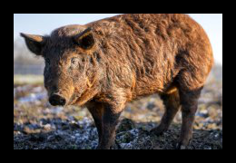 Duroc varkens leveren vlees bij Scharrelboerderij Wadwaai in Wognum