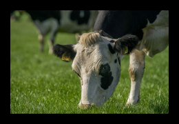 Scharrelboerderij Wadwaai heeft koeien, varkens en schapen