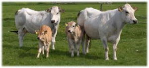 Piemontese rundvlees bij Scharrelboerderij Wadwaai
