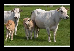 Piemontese rundvlees bij Scharrelboerderij Wadwaai
