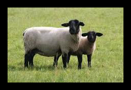 Suffolk schapen bij Scharrelboerderij