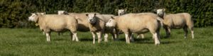 Lamsvlees van Texelaars bij Scharrelboerderij Wadwaai in Wognum