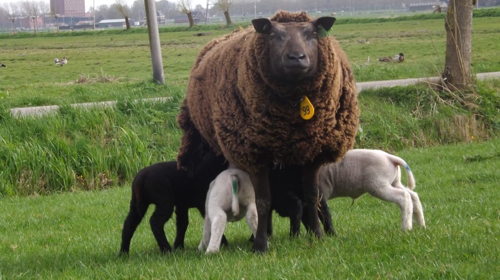 Lammetjesdag op Scharrelboerderij Wadwaai