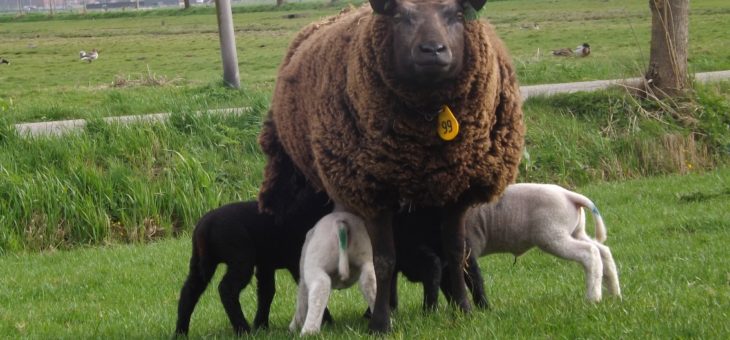 Lammetjedag op Scharrelboerderij Wadwaai