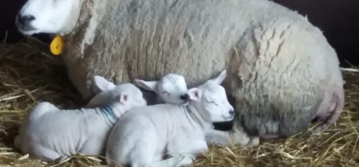 Nieuwsbrief april 2020