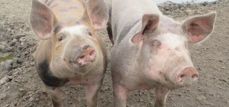 Nieuwsbrief november 2025