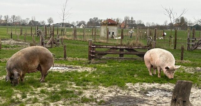 Nieuwsbrief januari 2026